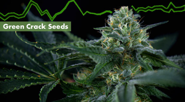 Green Crack feminized seeds