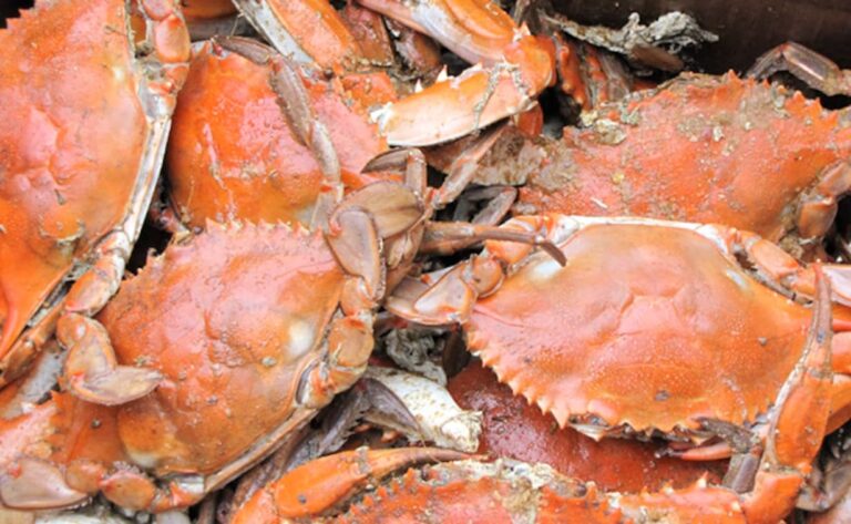 Man In China Eats Live Crab As “Revenge” After It Pinched His Daughter: Report