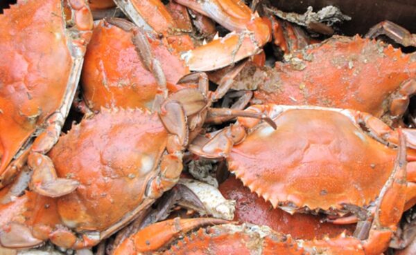 Man In China Eats Live Crab As "Revenge" After It Pinched His Daughter: Report