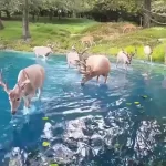 "Fantasy World:" Video Of Herd Of Deer Enjoying Clear Water Leaves Internet Mesmerised