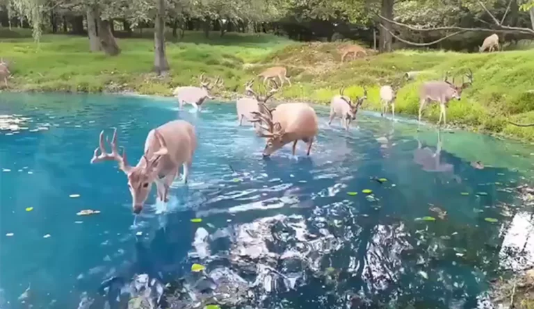 “Fantasy World:” Video Of Herd Of Deer Enjoying Clear Water Leaves Internet Mesmerised