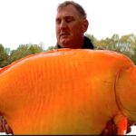 British Fisherman Catches A Whopping 30 Kg Goldfish, Could Break World Record