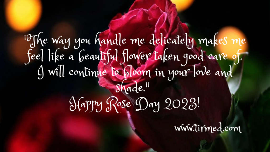  Rose Day Quotes, Wishes and Messages 