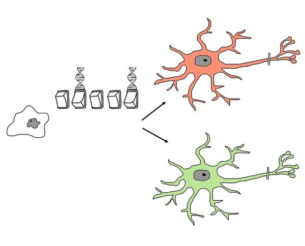 Stem Cells 