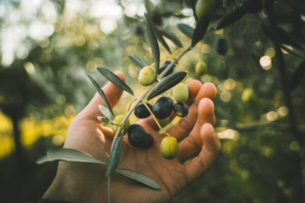 From Tree to Table: Examining the Health Benefits and Side Effects of Olives 